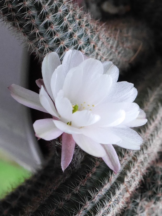 Chamaecereus 'Happy anniversary'