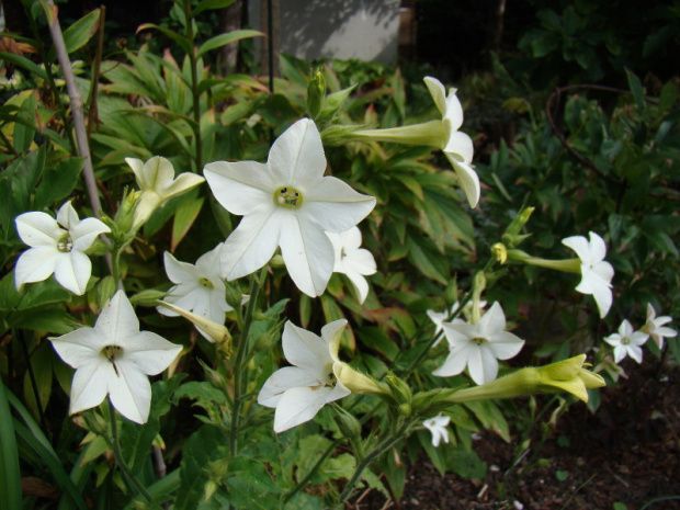 Nicotiana alata