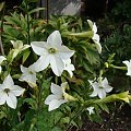 Nicotiana alata