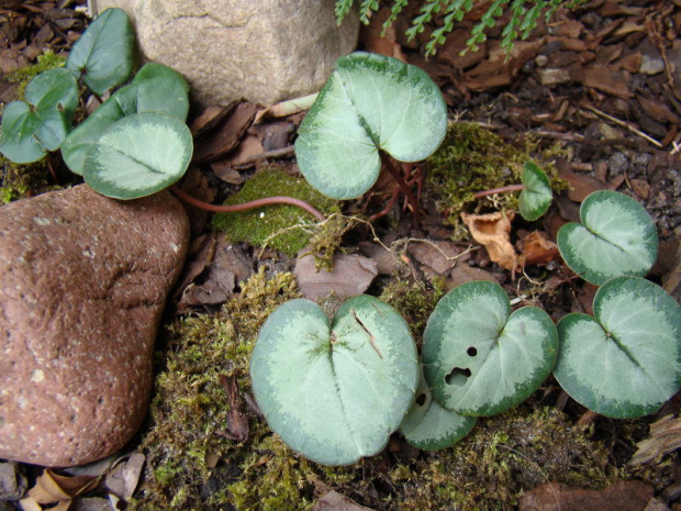 Cyclamen pseudibericum