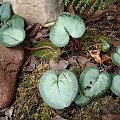 Cyclamen pseudibericum