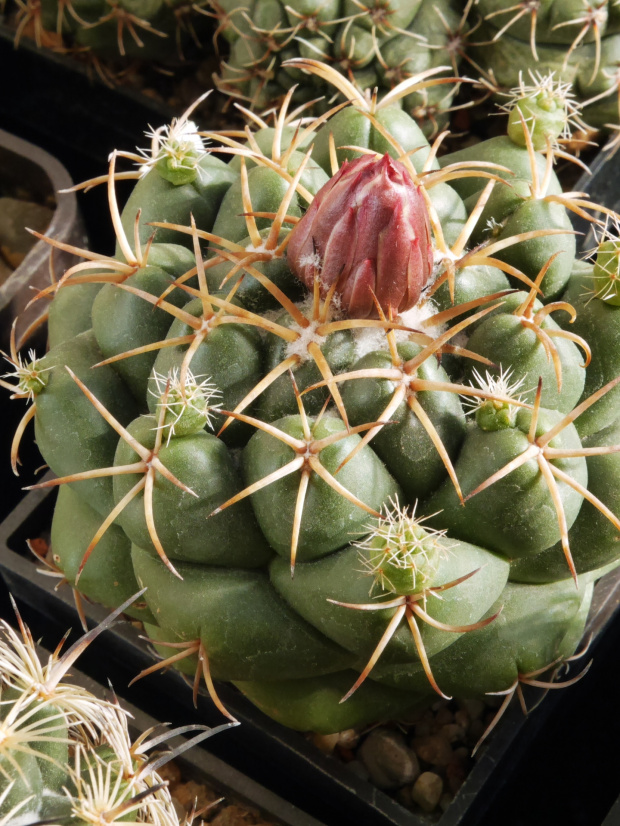 Coryphantha elephantidens