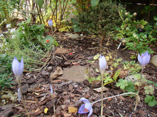 Crocus speciosus