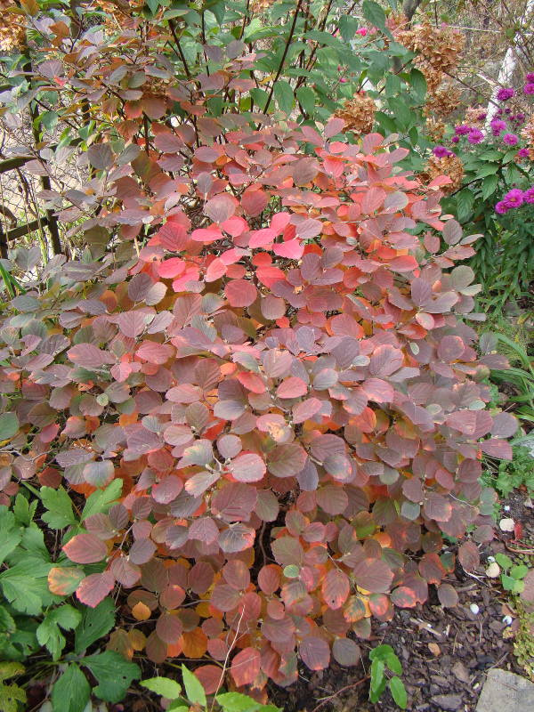 Fothergilla major