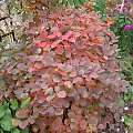 Fothergilla major