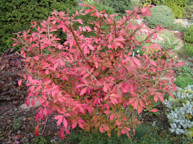 Euonymus alatus