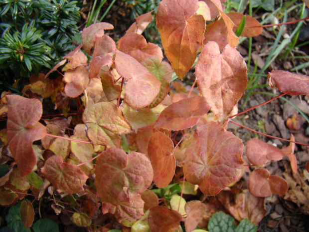 Epimedium grandiflorum 'Purple Pixie'