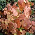 Epimedium grandiflorum 'Purple Pixie'