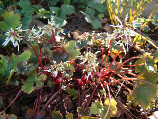 Saxifraga fortunei 'Rubrifolia'