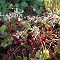 Saxifraga fortunei 'Rubrifolia'