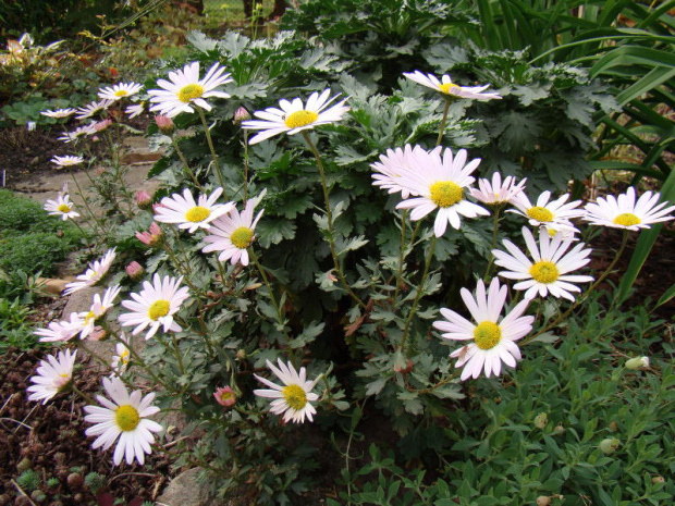 Chrysanthemum arcticum 'Roseum'