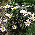 Chrysanthemum arcticum 'Roseum'