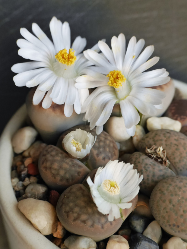 Lithops