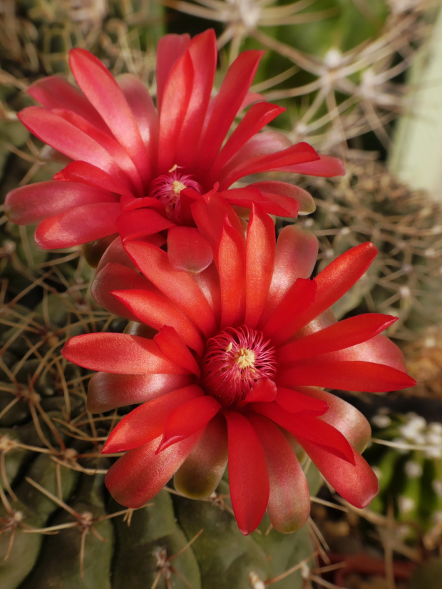 Gymnocalycium baldianum