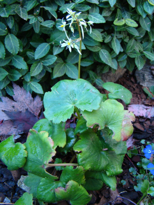 Saxifraga Cortusifolia var. fortunei 'Maigrün'