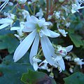 Saxifraga fortunei 'Shiranami'