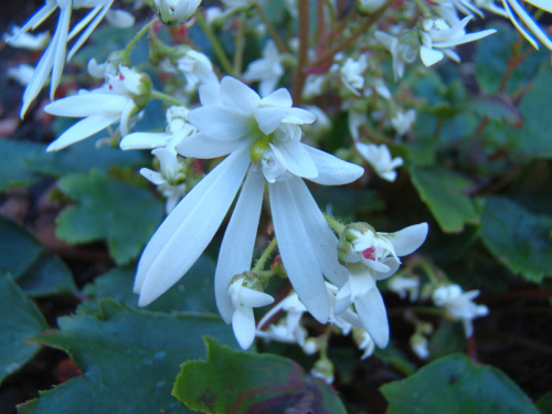 Saxifraga fortunei 'Shiranami'