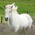 Koń Islandzki - rasa wyhodowana na wyspie