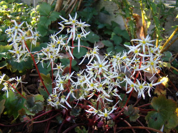 Saxifraga fortunei 'Rubrifolia'