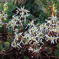 Saxifraga fortunei 'Rubrifolia'