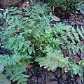 Woodsia obtusa