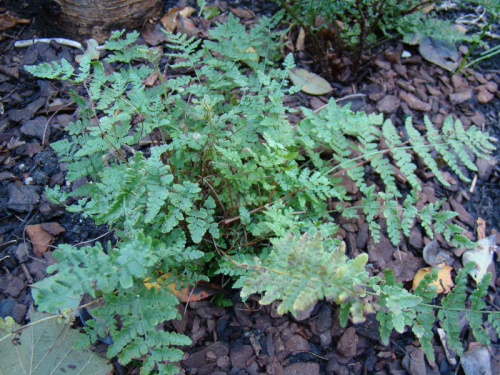 Woodsia obtusa