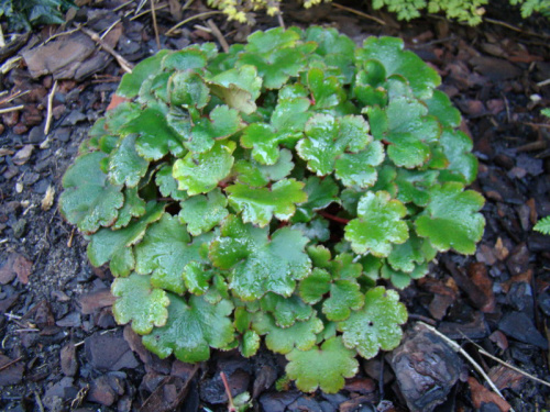 Saxifraga 'Cheap Perfection'