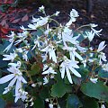 Saxifraga fortunei 'Shiranami'