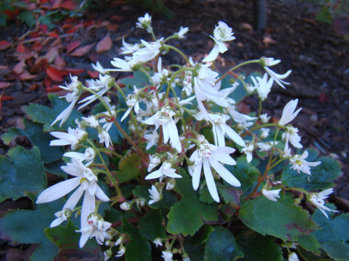 Saxifraga fortunei 'Shiranami'