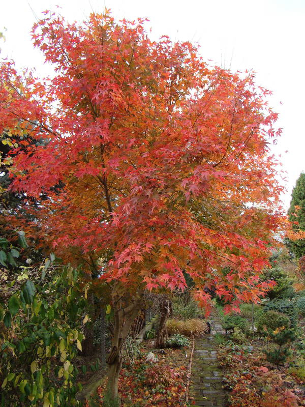 Acer palmatum