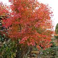 Acer palmatum