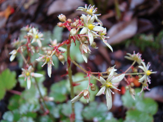 Saxifraga cortusifolia 'Blackberry and Apple Pie'