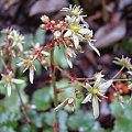 Saxifraga cortusifolia 'Blackberry and Apple Pie'