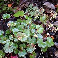 Saxifraga cortusifolia 'Blackberry and Apple Pie'