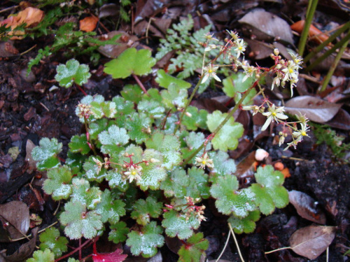 Saxifraga cortusifolia 'Blackberry and Apple Pie'