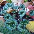 Cyclamen cilicium