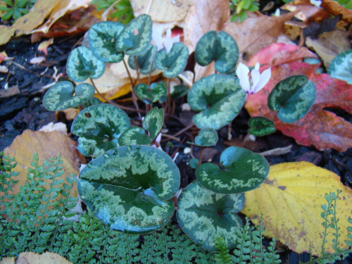 Cyclamen cilicium