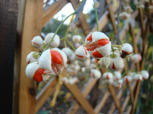 Euonymus hamiltonianus