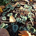 Cyclamen hederifolium 'Perlenteppich'