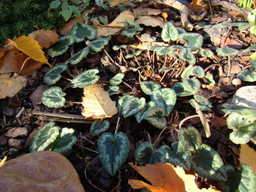 Cyclamen hederifolium 'Perlenteppich'