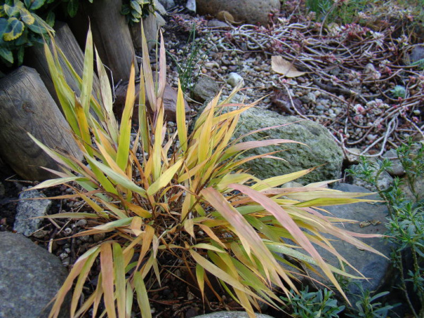 Hakonechloa macra 'All Gold'