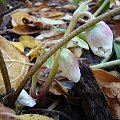 Helleborus niger