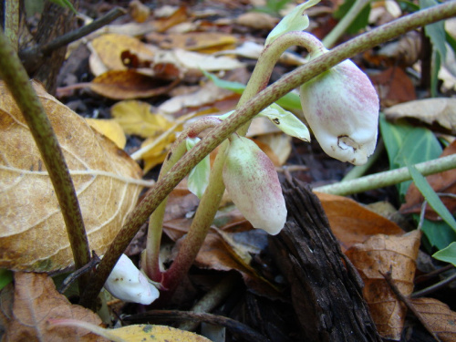 Helleborus niger