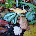 Cyclamen hederifolium