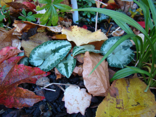 Cyclamen hederifolium