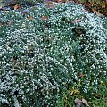 Aster ericoides f. prostratus 'Snow Flurry'