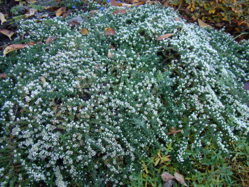 Aster ericoides f. prostratus 'Snow Flurry'