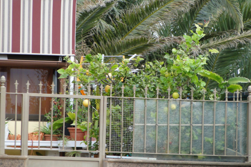Cytryny na balkonie