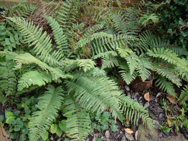 Polystichum munitum i Polystichum polyblepharum