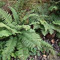 Polystichum munitum i Polystichum polyblepharum